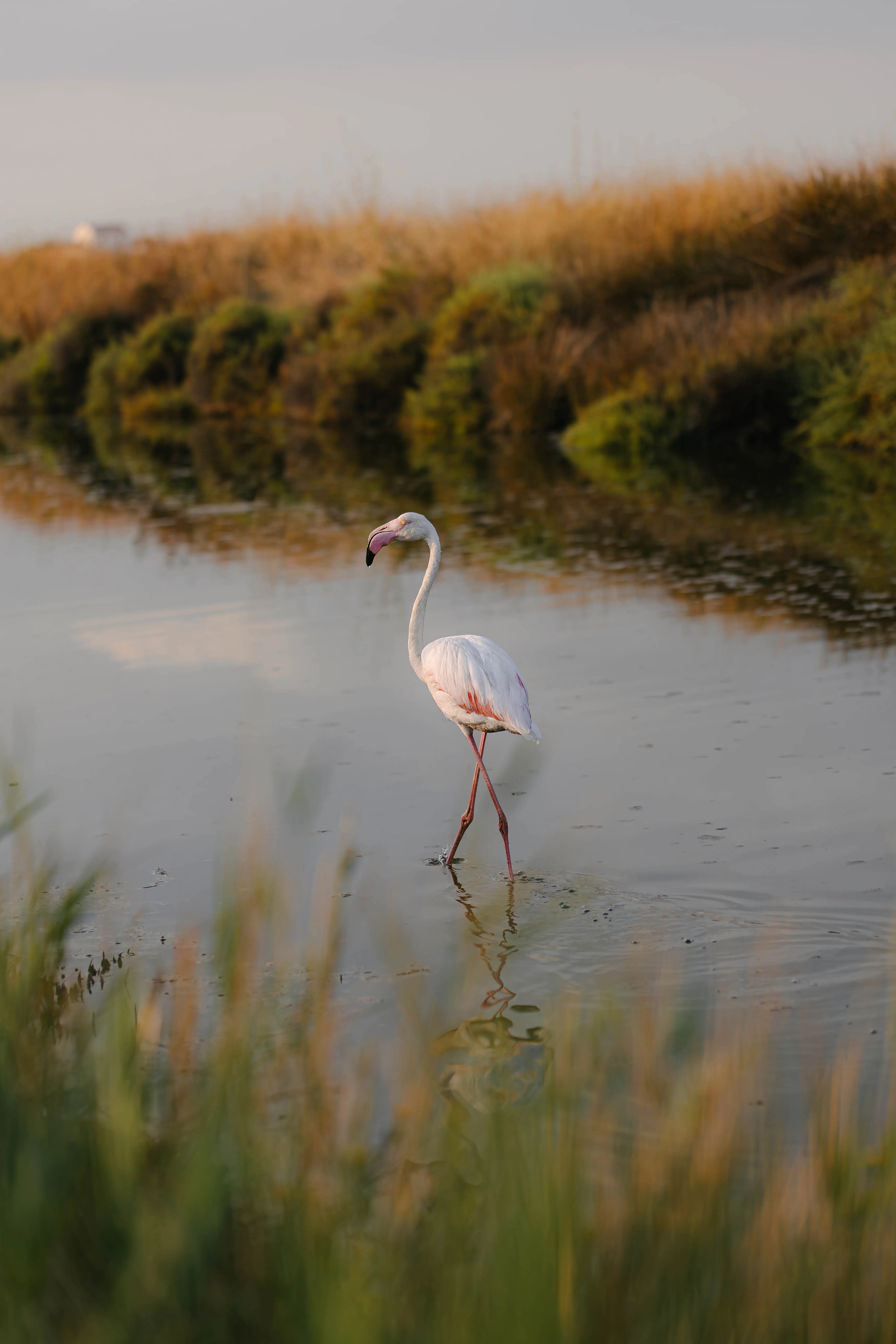 photo nature flamand rose