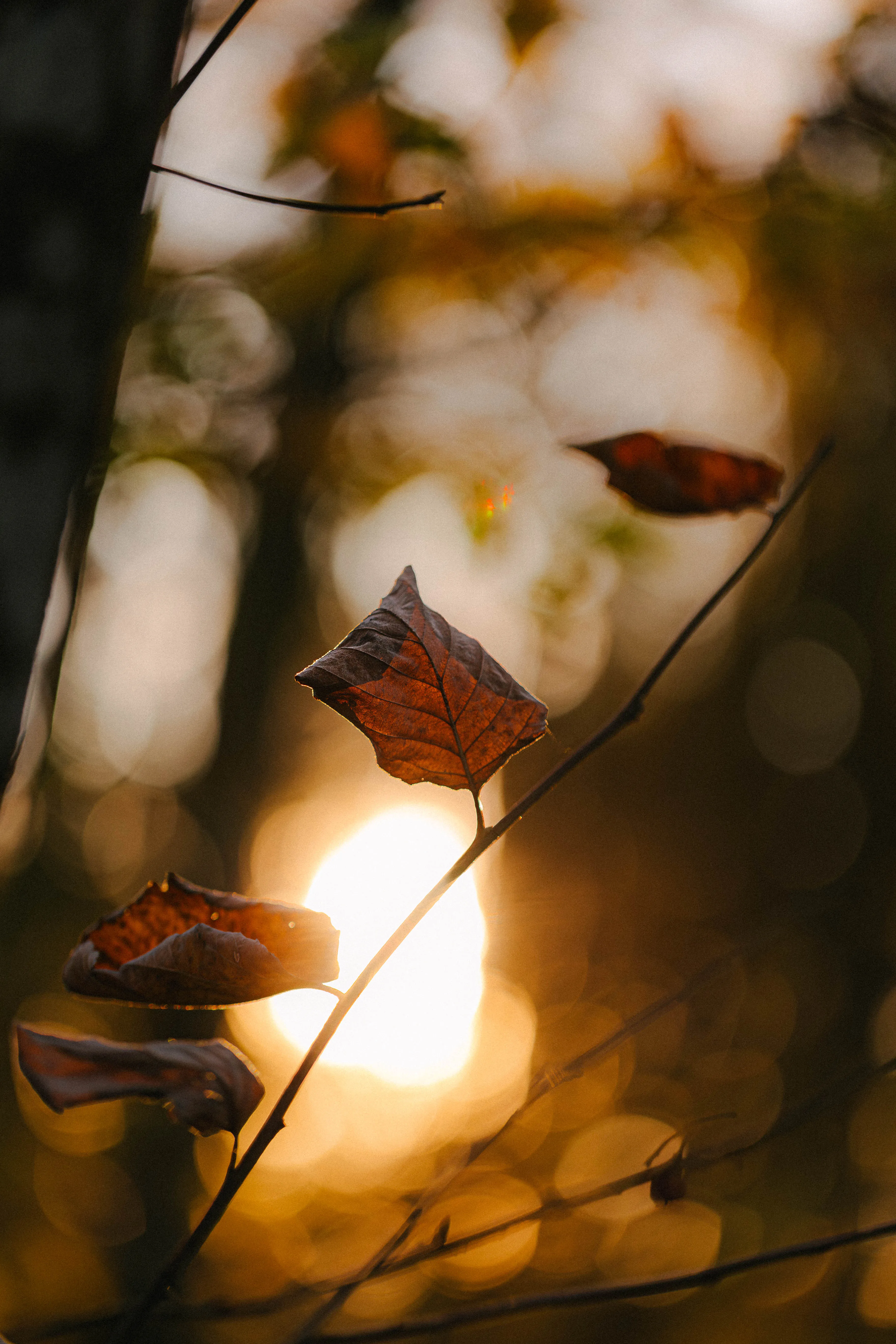 photo-nature-feuille
