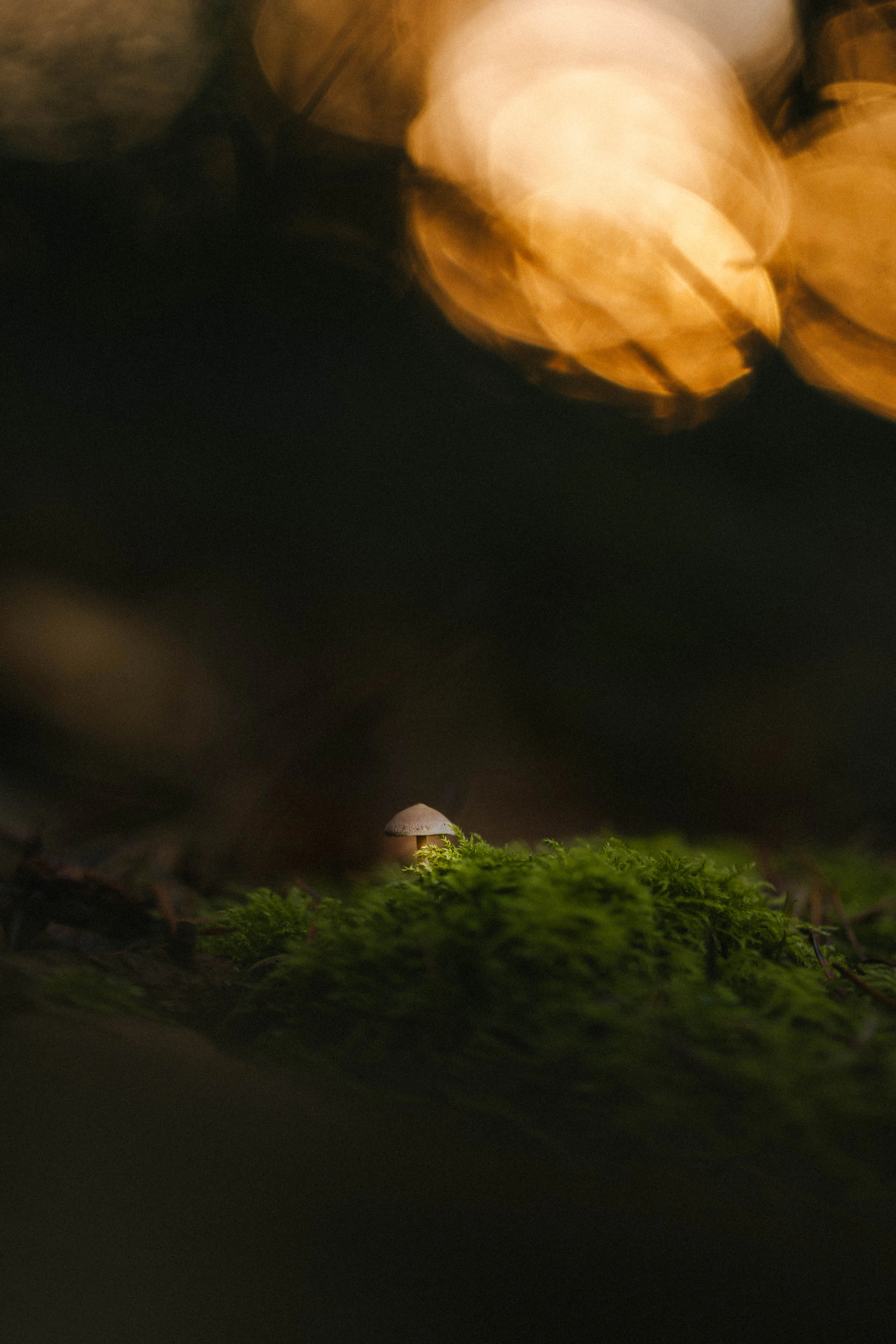 photo-nature-champignon