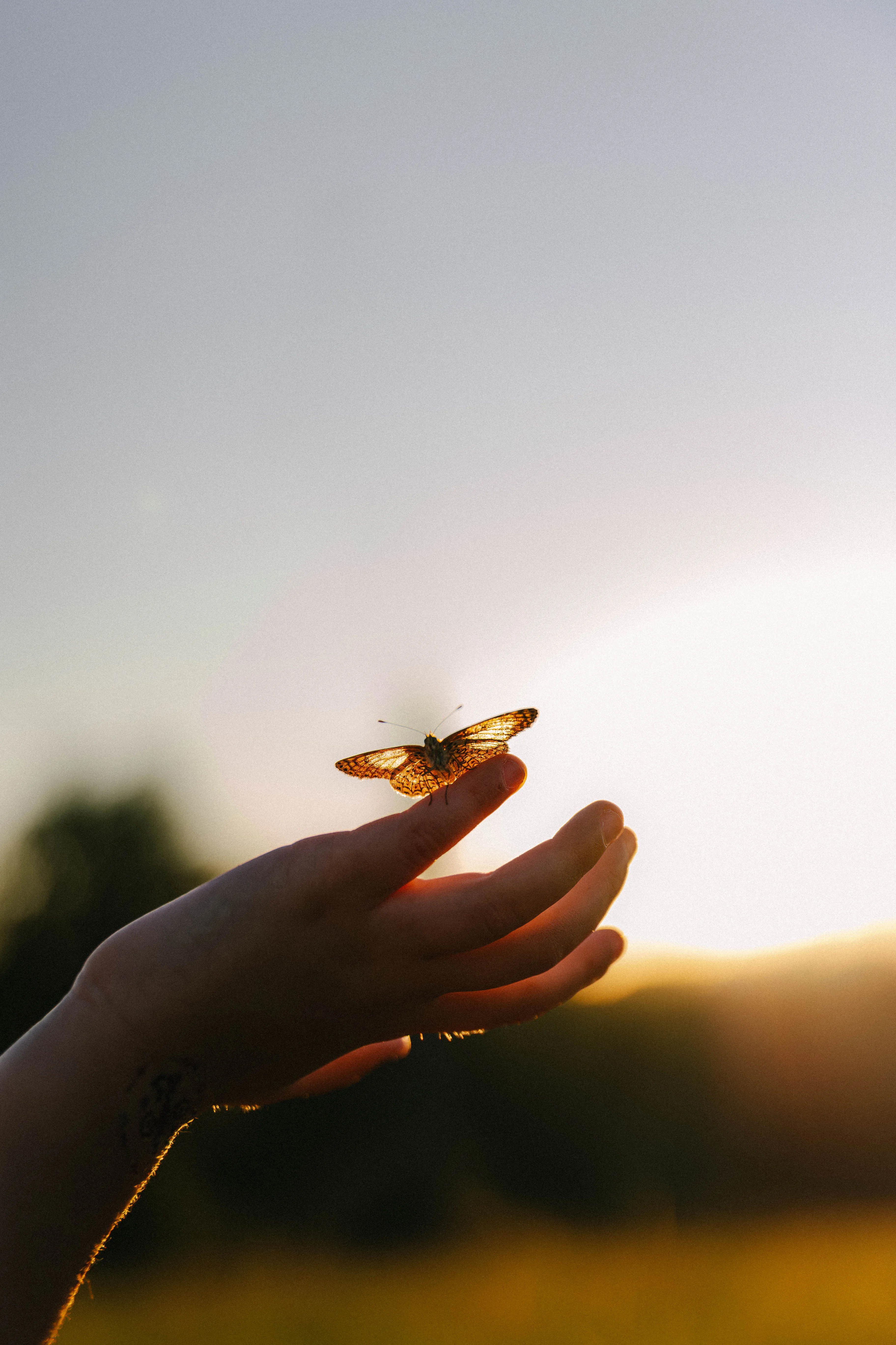 photo-main-papillon