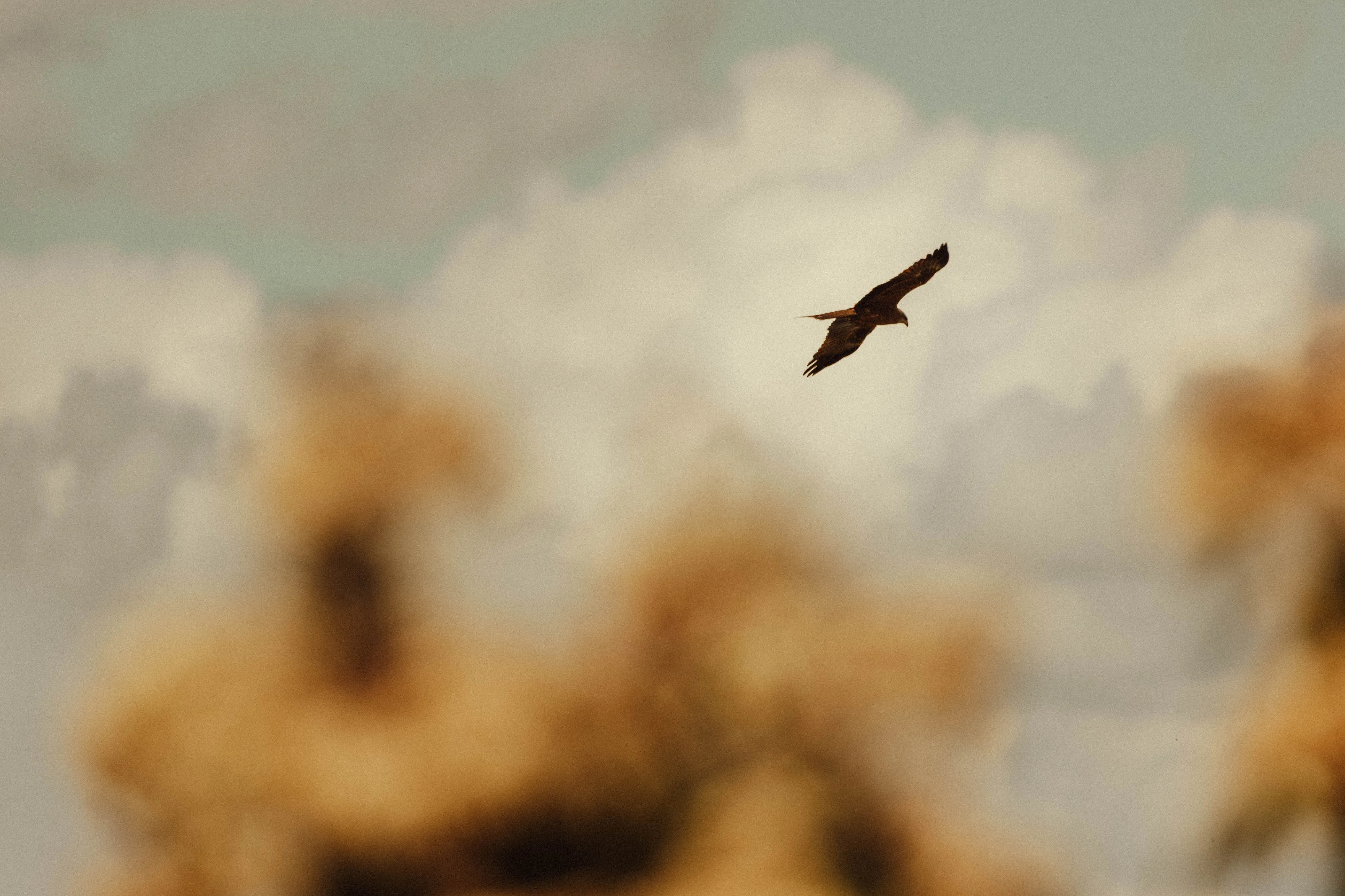 oiseau-nature-ciel