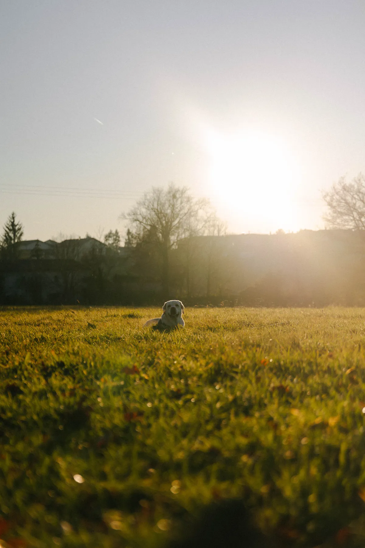 chien