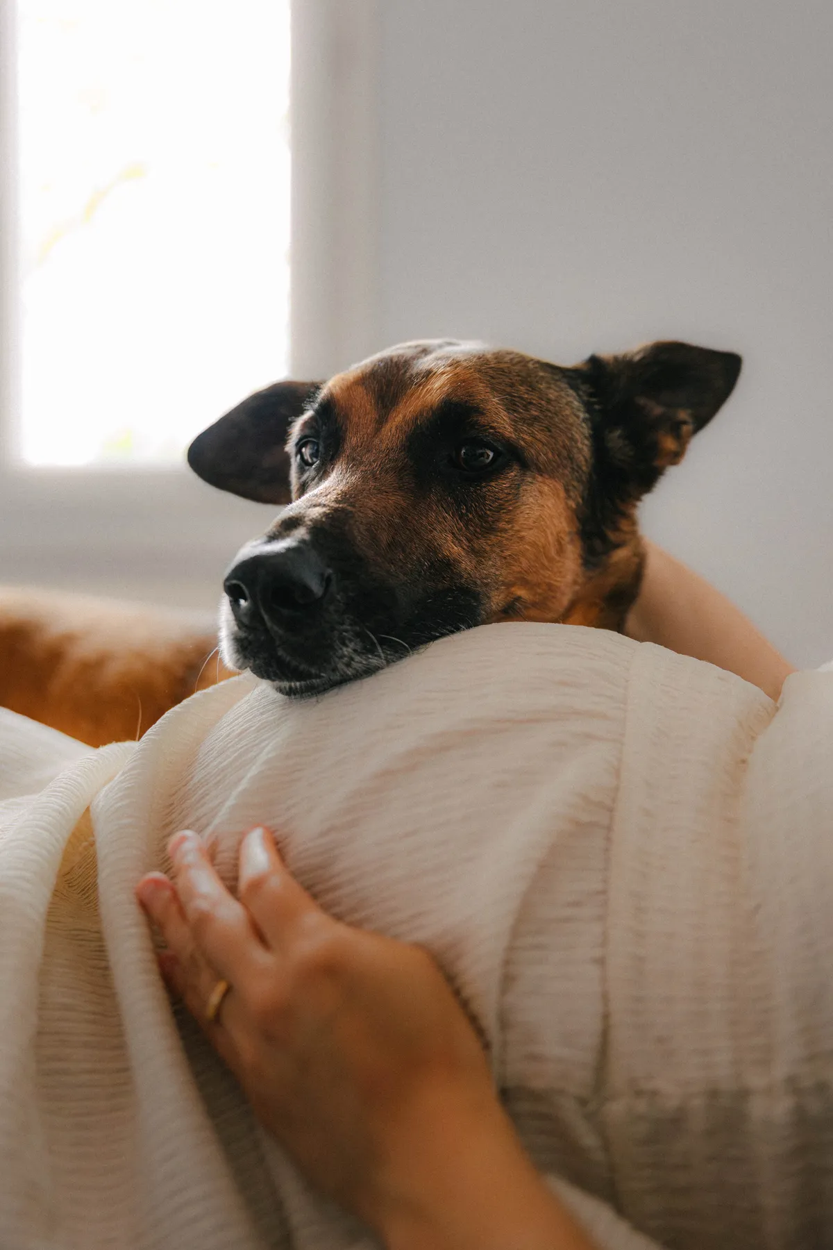 grossesse-chien